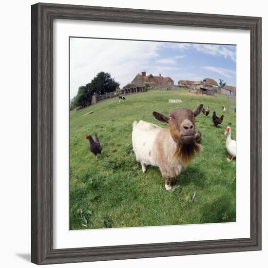 Goat Chickens and Farm-null-Framed Photographic Print