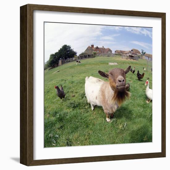 Goat Chickens and Farm-null-Framed Photographic Print