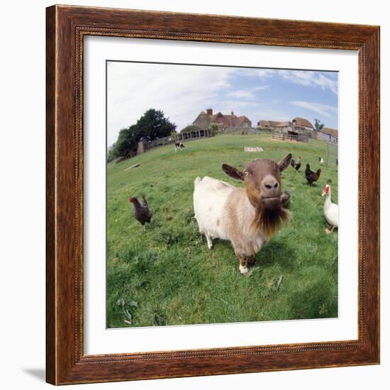 Goat Chickens and Farm-null-Framed Photographic Print