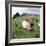 Goat Chickens and Farm-null-Framed Photographic Print