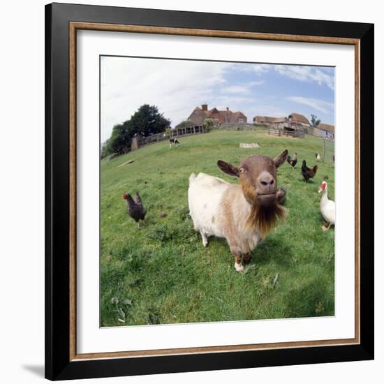 Goat Chickens and Farm-null-Framed Photographic Print