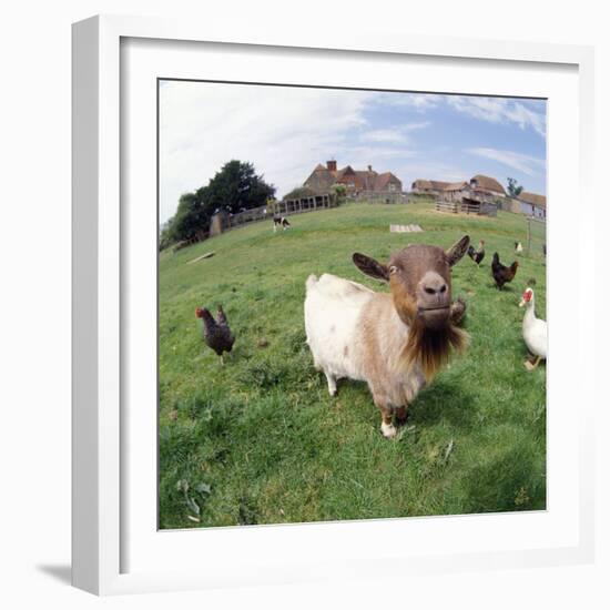 Goat Chickens and Farm-null-Framed Photographic Print