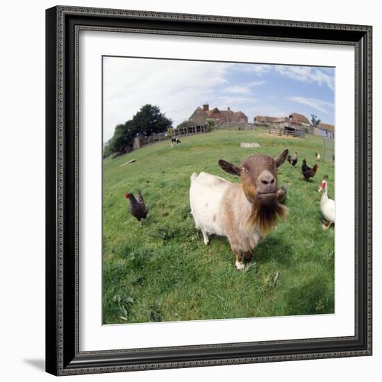 Goat Chickens and Farm-null-Framed Photographic Print