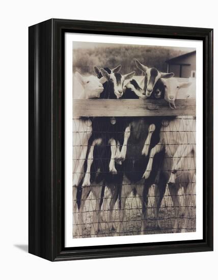 Goat Chorus Line-Theo Westenberger-Framed Premier Image Canvas