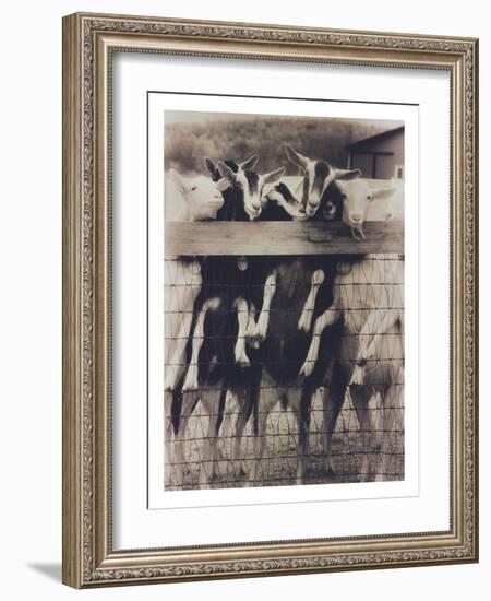 Goat Chorus Line-Theo Westenberger-Framed Photographic Print