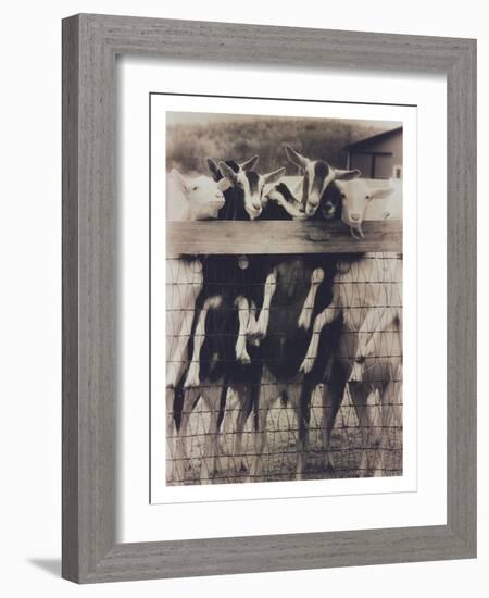 Goat Chorus Line-Theo Westenberger-Framed Photographic Print