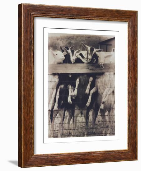 Goat Chorus Line-Theo Westenberger-Framed Photographic Print