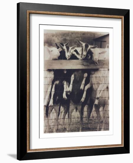 Goat Chorus Line-Theo Westenberger-Framed Photographic Print