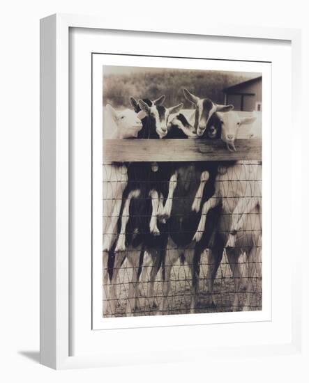 Goat Chorus Line-Theo Westenberger-Framed Photographic Print