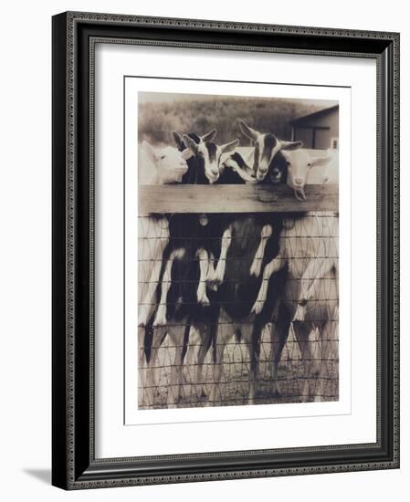 Goat Chorus Line-Theo Westenberger-Framed Photographic Print