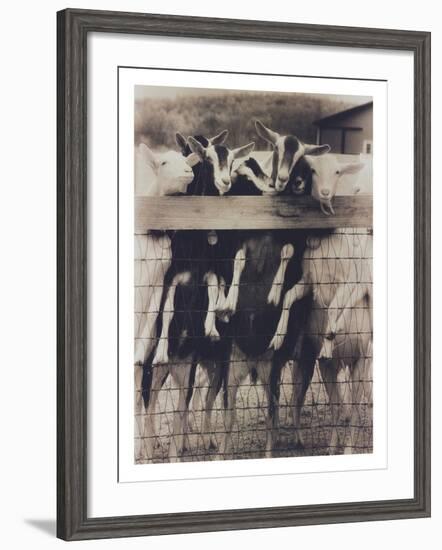 Goat Chorus Line-Theo Westenberger-Framed Photographic Print