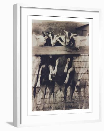 Goat Chorus Line-Theo Westenberger-Framed Photographic Print