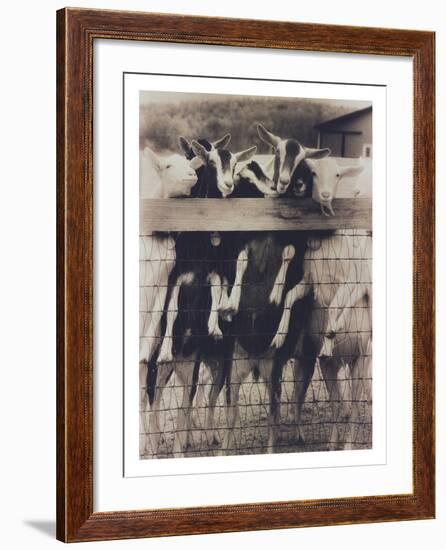 Goat Chorus Line-Theo Westenberger-Framed Photographic Print