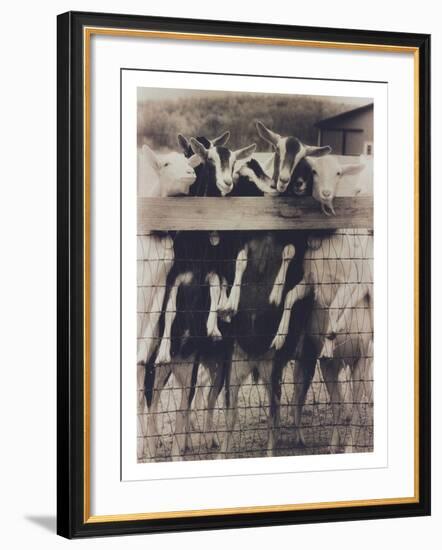 Goat Chorus Line-Theo Westenberger-Framed Photographic Print