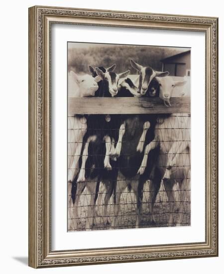 Goat Chorus Line-Theo Westenberger-Framed Art Print