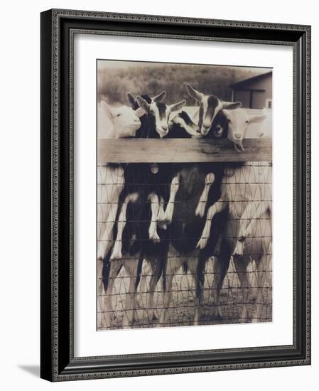 Goat Chorus Line-Theo Westenberger-Framed Art Print