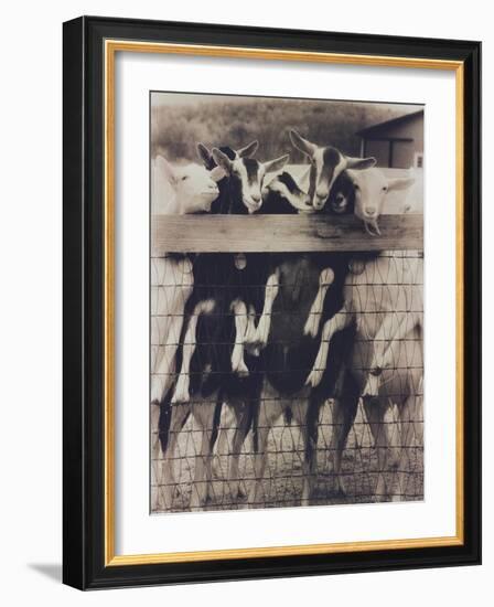Goat Chorus Line-Theo Westenberger-Framed Art Print