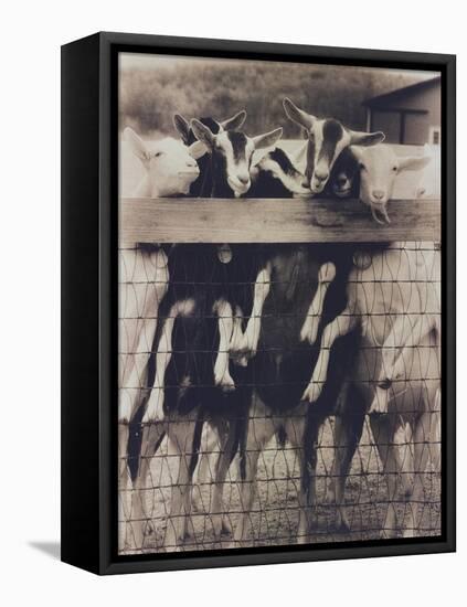 Goat Chorus Line-Theo Westenberger-Framed Stretched Canvas