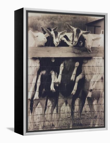 Goat Chorus Line-Theo Westenberger-Framed Stretched Canvas