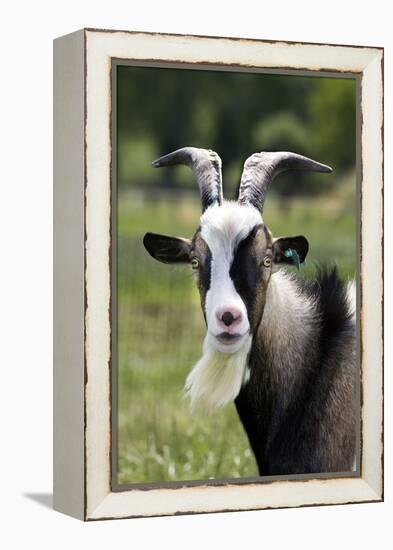Goat Close-Up Head in Meadow-null-Framed Premier Image Canvas