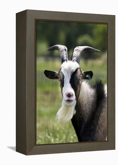 Goat Close-Up Head in Meadow-null-Framed Premier Image Canvas