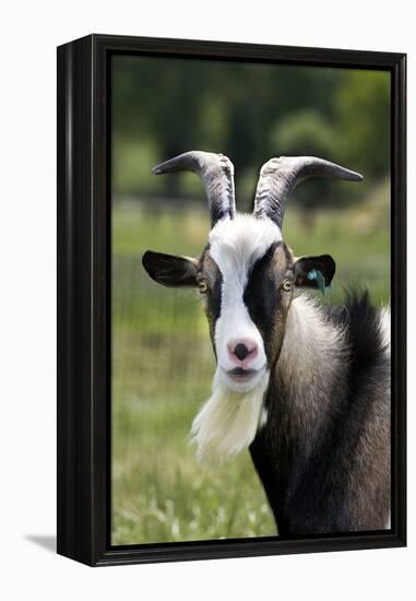 Goat Close-Up Head in Meadow-null-Framed Premier Image Canvas