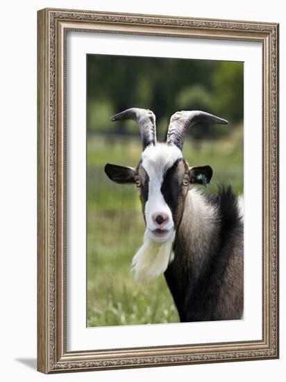 Goat Close-Up Head in Meadow-null-Framed Photographic Print