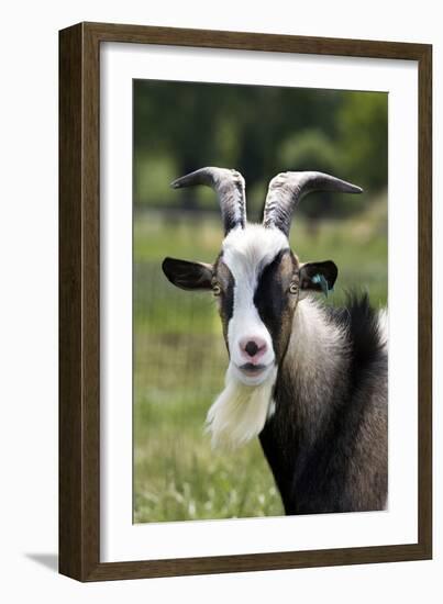 Goat Close-Up Head in Meadow-null-Framed Photographic Print