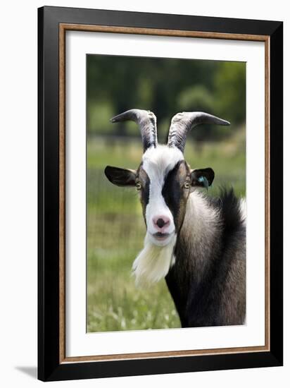 Goat Close-Up Head in Meadow-null-Framed Photographic Print