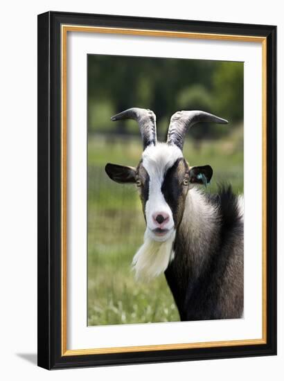 Goat Close-Up Head in Meadow-null-Framed Photographic Print