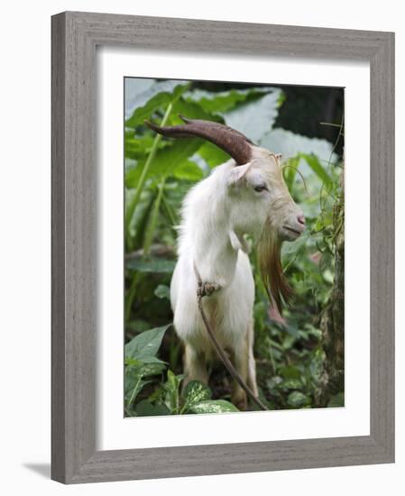 Goat in Sao Tomé and Principé, Africa's Second Smallest Country-Camilla Watson-Framed Photographic Print