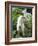 Goat in Sao Tomé and Principé, Africa's Second Smallest Country-Camilla Watson-Framed Photographic Print