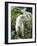 Goat in Sao Tomé and Principé, Africa's Second Smallest Country-Camilla Watson-Framed Photographic Print