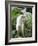 Goat in Sao Tomé and Principé, Africa's Second Smallest Country-Camilla Watson-Framed Photographic Print