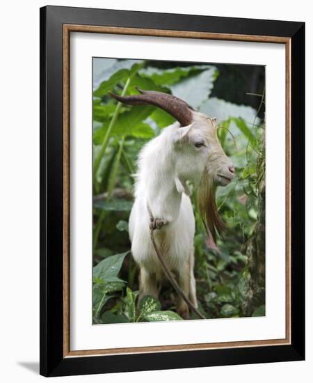 Goat in Sao Tomé and Principé, Africa's Second Smallest Country-Camilla Watson-Framed Photographic Print