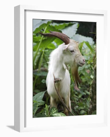 Goat in Sao Tomé and Principé, Africa's Second Smallest Country-Camilla Watson-Framed Photographic Print