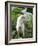 Goat in Sao Tomé and Principé, Africa's Second Smallest Country-Camilla Watson-Framed Photographic Print