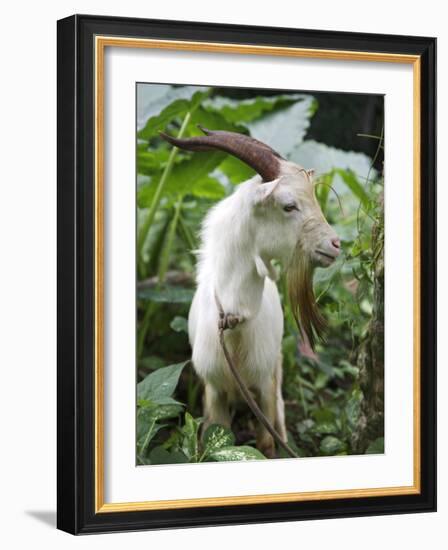 Goat in Sao Tomé and Principé, Africa's Second Smallest Country-Camilla Watson-Framed Photographic Print