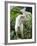 Goat in Sao Tomé and Principé, Africa's Second Smallest Country-Camilla Watson-Framed Photographic Print