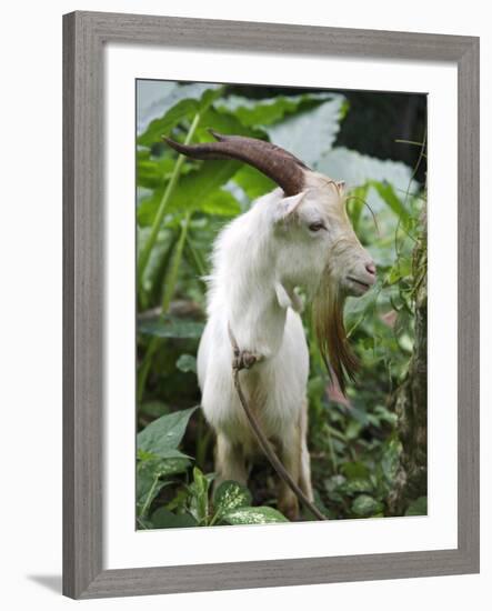 Goat in Sao Tomé and Principé, Africa's Second Smallest Country-Camilla Watson-Framed Photographic Print