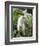 Goat in Sao Tomé and Principé, Africa's Second Smallest Country-Camilla Watson-Framed Photographic Print