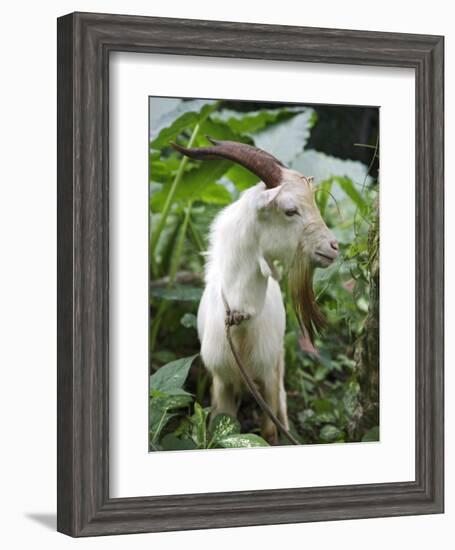 Goat in Sao Tomé and Principé, Africa's Second Smallest Country-Camilla Watson-Framed Photographic Print