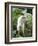 Goat in Sao Tomé and Principé, Africa's Second Smallest Country-Camilla Watson-Framed Photographic Print