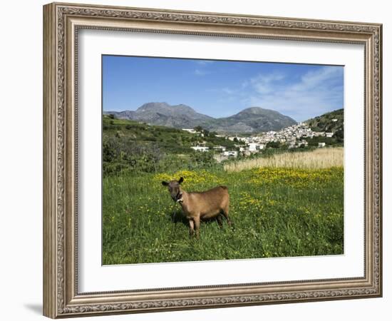 Goat in Spring Meadow, Agios Stefanos, Near Pefki, Lasithi Region, Crete, Greek Islands, Greece, Eu-Stuart Black-Framed Photographic Print