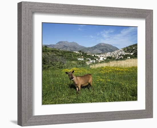 Goat in Spring Meadow, Agios Stefanos, Near Pefki, Lasithi Region, Crete, Greek Islands, Greece, Eu-Stuart Black-Framed Photographic Print