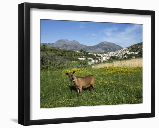 Goat in Spring Meadow, Agios Stefanos, Near Pefki, Lasithi Region, Crete, Greek Islands, Greece, Eu-Stuart Black-Framed Photographic Print