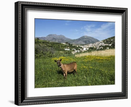 Goat in Spring Meadow, Agios Stefanos, Near Pefki, Lasithi Region, Crete, Greek Islands, Greece, Eu-Stuart Black-Framed Photographic Print