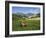 Goat in Spring Meadow, Agios Stefanos, Near Pefki, Lasithi Region, Crete, Greek Islands, Greece, Eu-Stuart Black-Framed Photographic Print