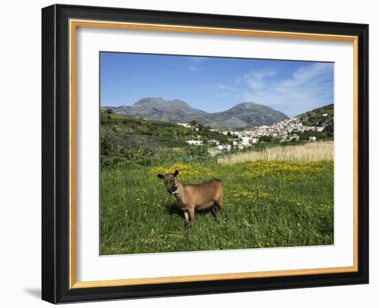 Goat in Spring Meadow, Agios Stefanos, Near Pefki, Lasithi Region, Crete, Greek Islands, Greece, Eu-Stuart Black-Framed Photographic Print