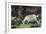 Goat in the Garden, C. 1903-5-Hans Am Ende-Framed Giclee Print